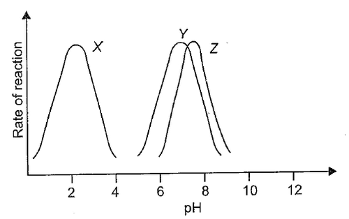 <p>adding or removing H+ changes pH</p><p>-pH measure {H+}, logarithmic scale, changing pH by 1 alters soln by 10x</p><p>Optimal pH</p><p>-moving away from this range decreases enzyme activity</p><p>-affects enzymes charge and disrupts ionic bonds</p><p>-denaturation changes overall shape and decreases enzyme function</p><p>-most human enzymes; pH 6-8</p><p>-pepsin, pH 2-3</p>