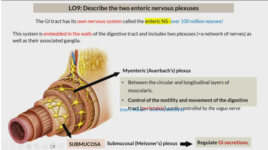 <p>Between circular and longitude layers of muscularis </p><p>Control of motility and movement of digestive tract (peristalsis)</p>