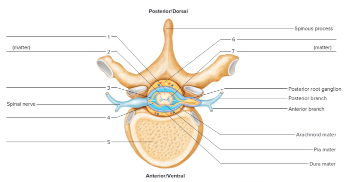 <p>Label the following: Spinal cord</p>