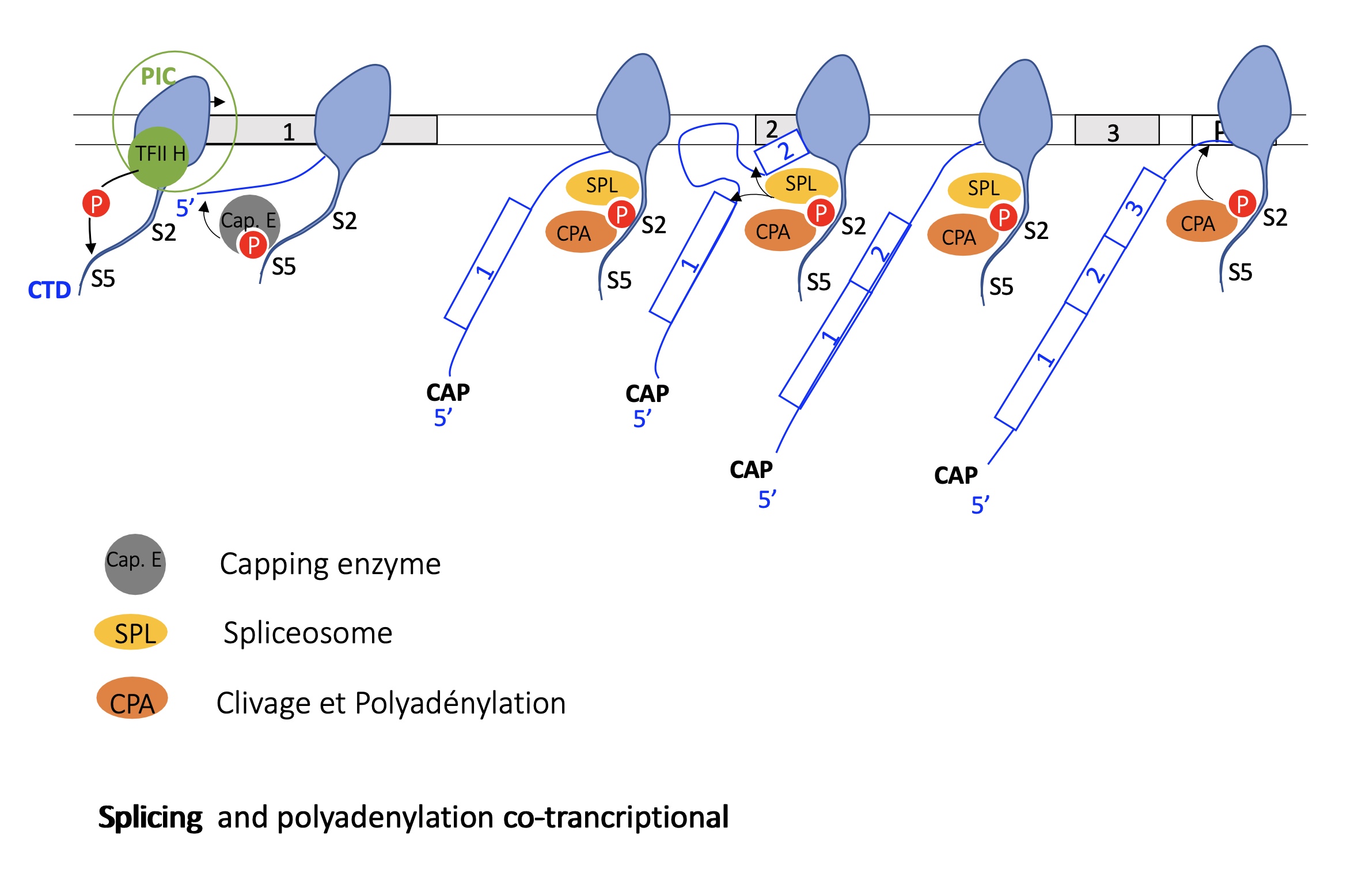 <p>hybridisation of PIC to promoter = initiation of transcription </p><p><strong>phosphorylation</strong> of <strong>S5</strong> by TFIIH on RNA pol II CTD recruits <strong>Capping enzyme</strong> —&gt; capping of mRNA during translation </p><p>once capping is done the phospho-SER5 is dephosphorylated </p><p>phosphorylation of ser2 :<strong> phospho-S2 </strong>recruits <strong>splicing complex (SPL + CPA</strong>) —&gt; co-transcriptional splicing takes place </p><p>SPL dissociates at the end of transcription and <strong>CPA remains and stops transcription at polyA site </strong></p>