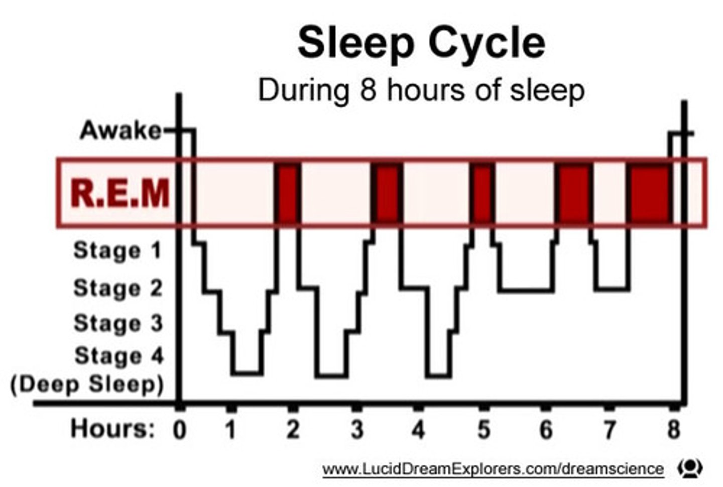 <p>A period of sleep lasting about 90 minutes and including one or more stages of NREM sleep, followed by REM sleep.</p>