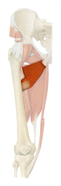 <p>function of adductor brevis</p>