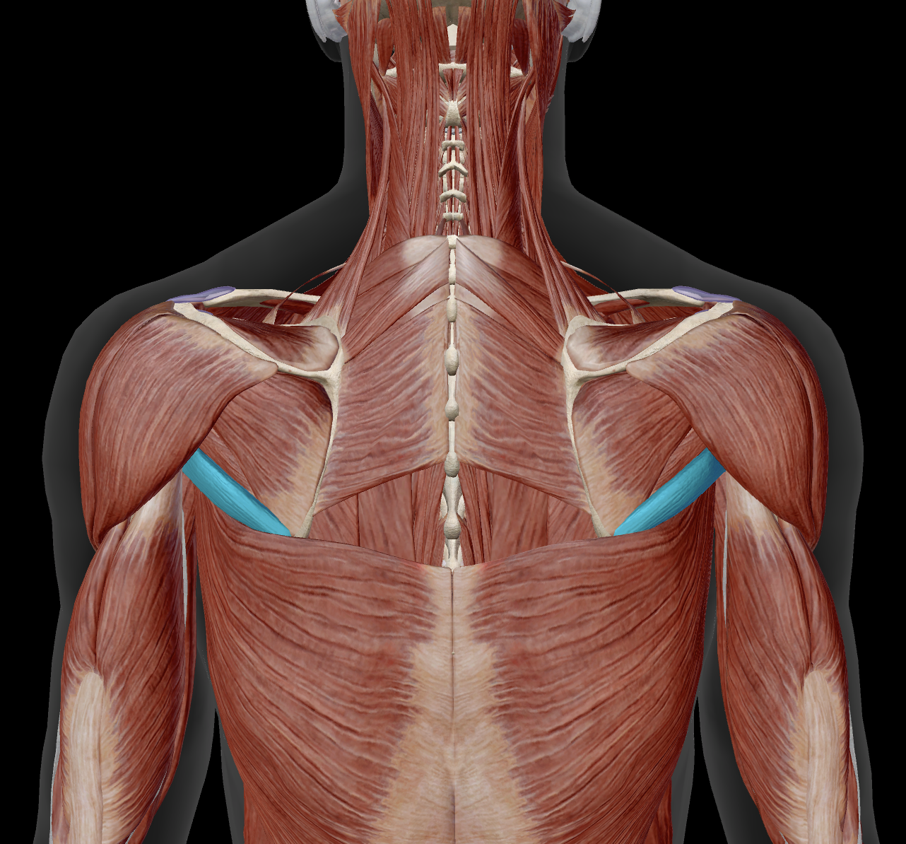 <p>distal attachment?</p>