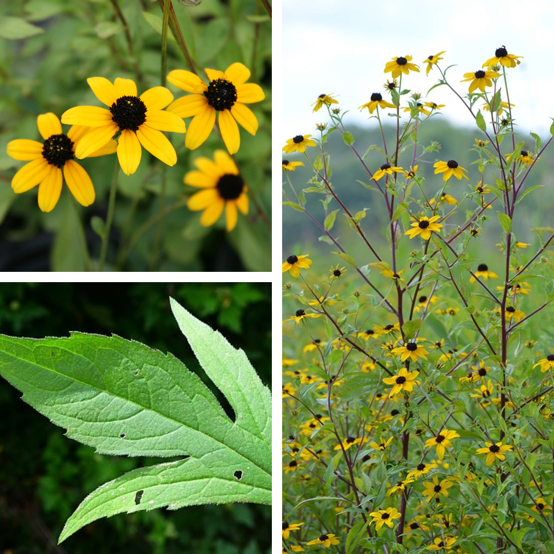 Three-lobed coneflower:

pointed, toothed, tri-lobed leaves, spread yellow rays, small flowers