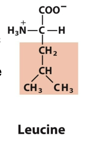 <ul><li><p>Leu, L</p></li><li><p>nonpolar, aliphatic </p></li></ul><p></p>