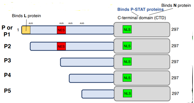 <p>many different isoforms of the protein, causes truncation</p><ul><li><p>leading to different function &amp; localizations of the protein</p></li><li><p>example: P3 binds STAT1/2, arresting them on microt</p></li></ul><p></p>