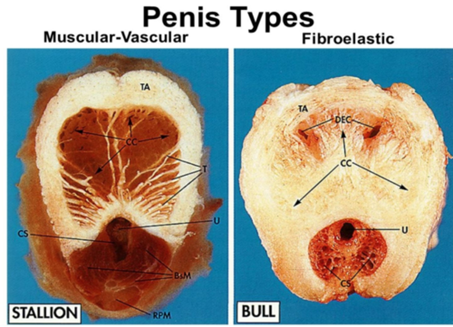 <p>ruminants, boars. camelids</p>