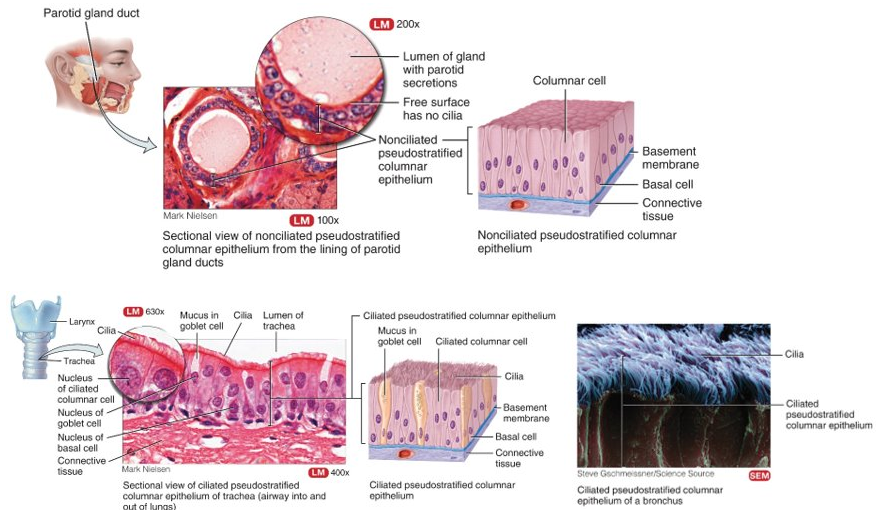 <p>one layer but gives the appearance of many; all cells attached to basement membrane but some don&apos;t reach apical surface, non-ciliated: male urethra and epididymis, ciliated: upper respiratory tract</p>