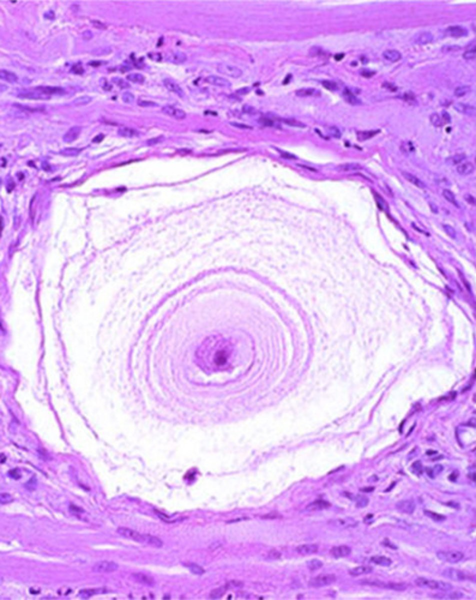 <p>ID the following parasite (dog)</p>