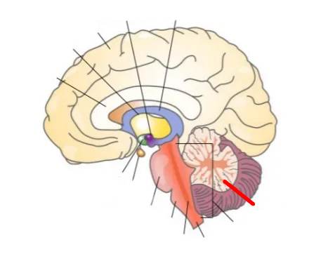 <p>Cerebellum</p>