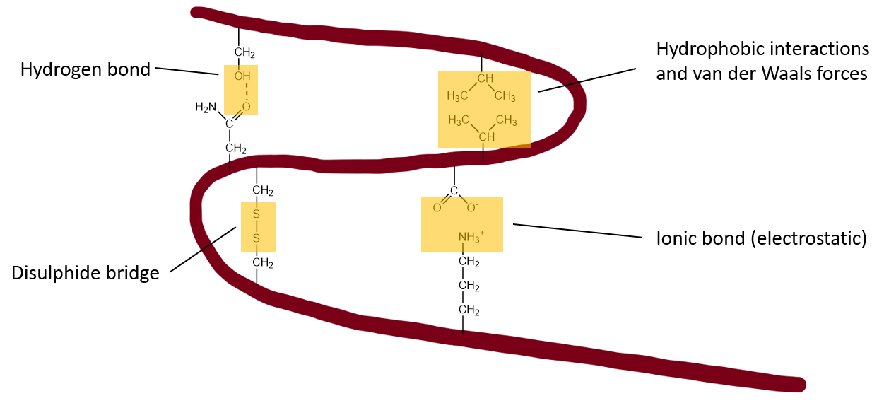 <ul><li><p>Hydrophobic interactions</p></li><li><p>H-bonds</p></li><li><p>Salt bridges</p></li><li><p>Van der Waals</p></li><li><p>Disulphide bonds</p></li><li><p>π-stacking</p></li></ul><p></p>