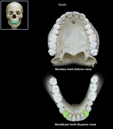knowt flashcard image