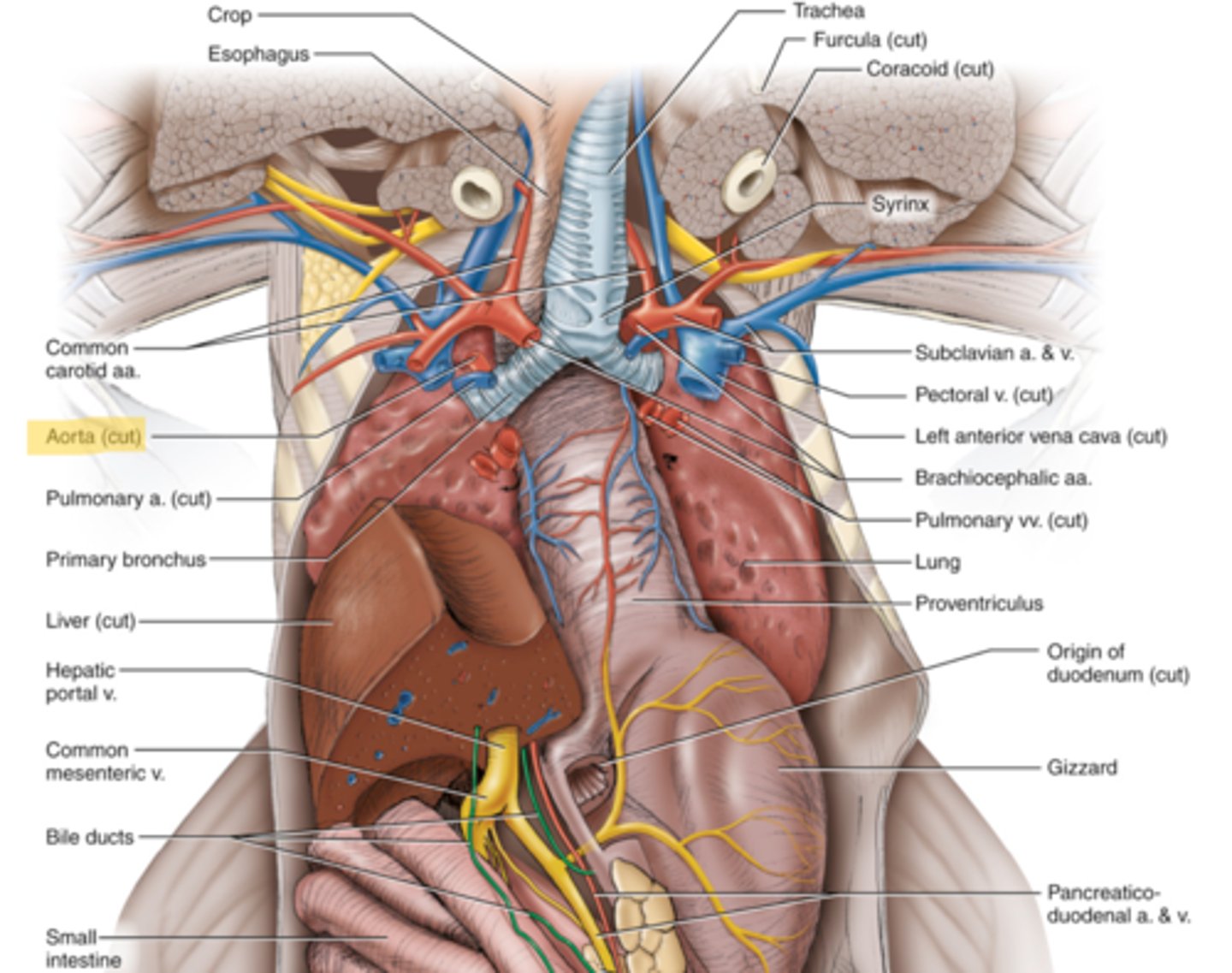 knowt flashcard image