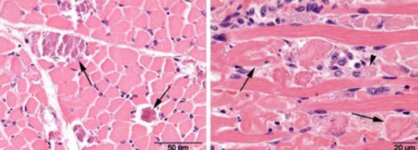 <p>What horses are most susceptible to nutritional myopathy?</p>