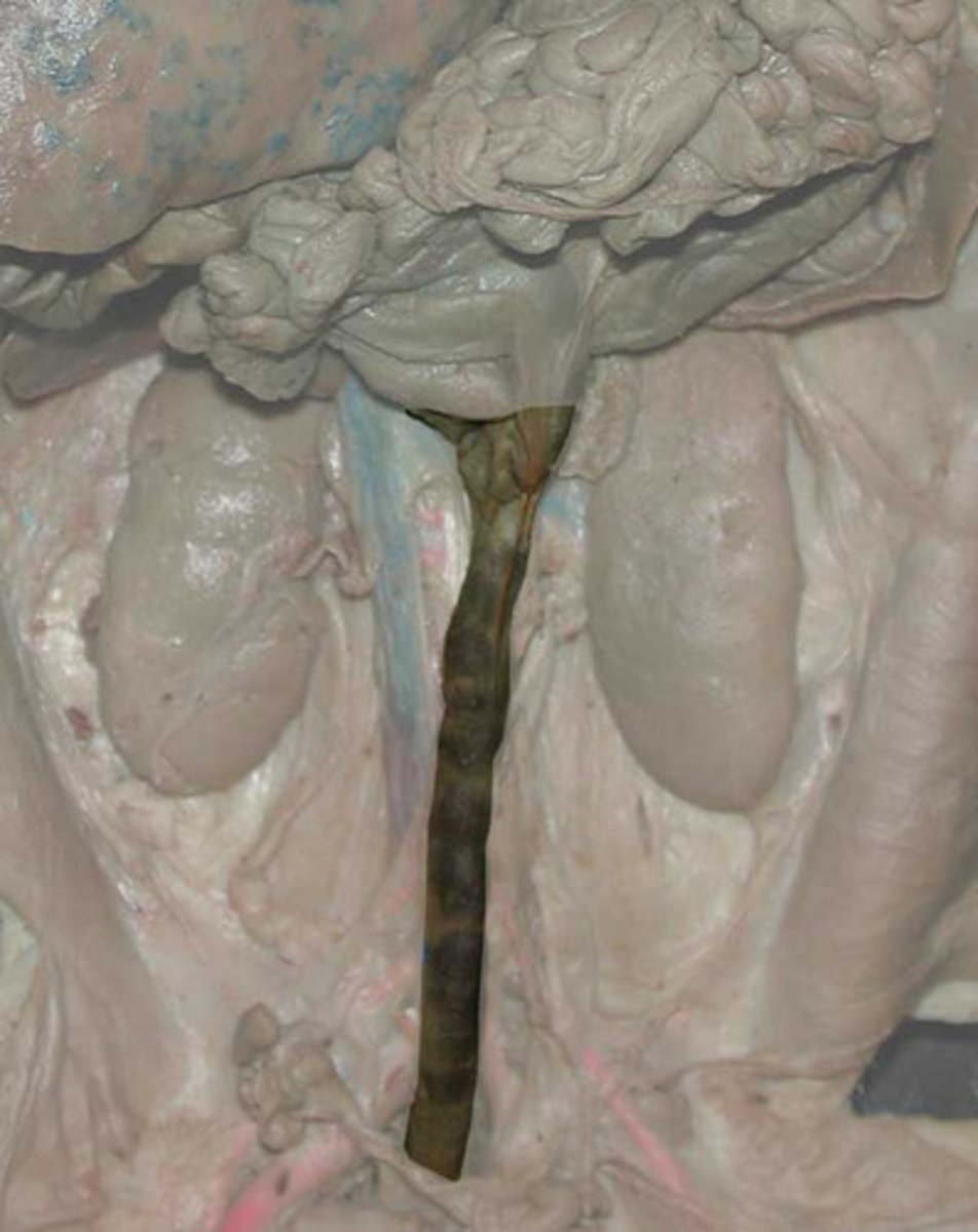 <p>What is this structure?</p>