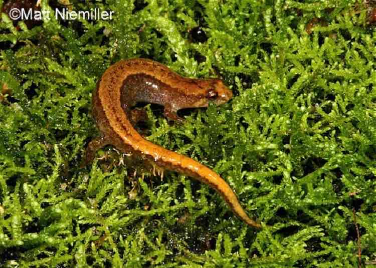 <p>This tiny (1.75 to 2.25 inches long) species has a yellowish to reddish-brown wavy, or sometimes straight, stripe going down the back. They often have a dark "Y" behind the head and extending onto the midline of the back either in a line or series of dots; they may also have a light circular patch on the top of each thigh.</p>