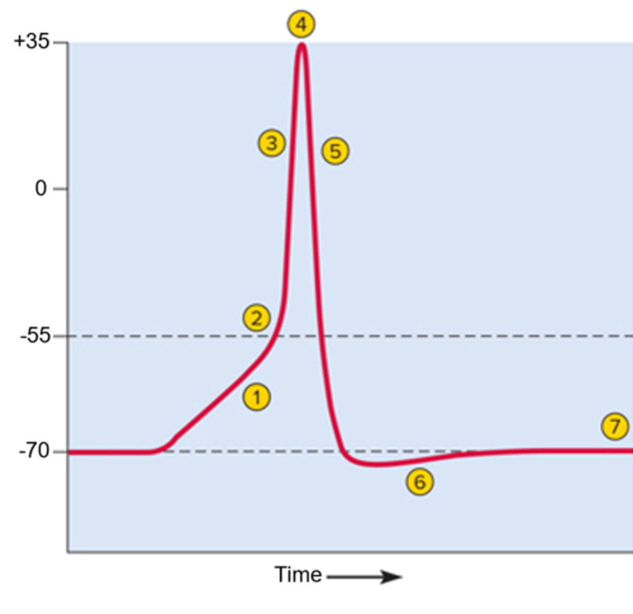 <p>the point in time after administration when a drug exerts its maximal therapeutic effect</p>