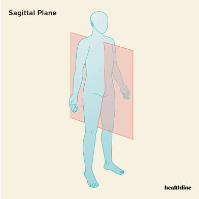 <p>cuts body into left and right. called a midsagittal plane or median plane. this cut yields a sagittal section.</p>