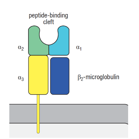 <ul><li><p>2 chaines polypeptidiques liées de manière non covalentes: </p><ul><li><p>chaine alpha = lourde, transmembranaire avec 3 domaines</p></li><li><p>β2-microglobuline</p></li></ul></li><li><p>liaison au peptide via alpha 1 et alpha 2</p></li></ul><p></p>