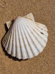 <p>Bivalves</p>