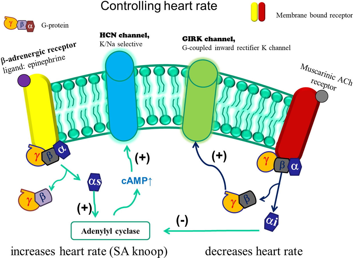 <p>α<sub>i </sub>= inhiberend</p><p>α<sub>s</sub> = stimulerend</p>