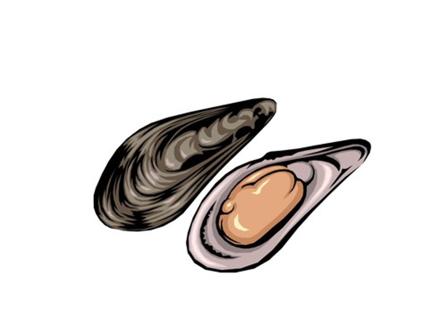 <p>mussels</p>