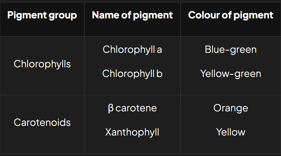 <p>Chlorophyll &amp; Carotenoids </p><ul><li><p>Help form the light harvesting system</p></li><li><p>Carotenoids surround primary pigment &amp; absorbs similar &amp; diff. wavelengths of light to chlorophyll </p></li></ul><p></p>