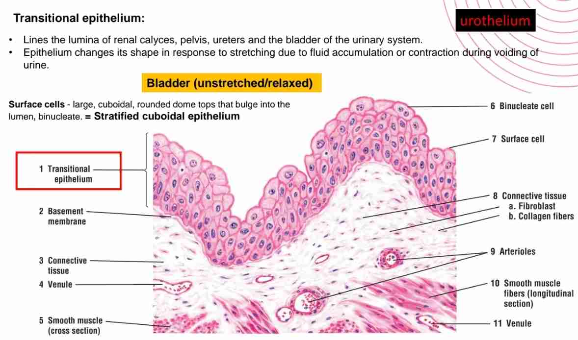 <p>Lines lumina of ureters &amp; bladder of urinary system and epithelium changes it’s shape in response to stretching due to fluid accumulation/ contraction during excretion. </p>