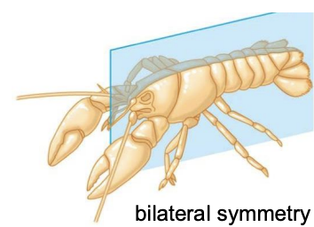 <p>Bilateral symmetry</p>