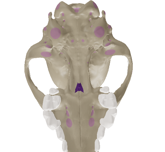 <p>gutter-shaped bone that longitudinally separates the right and left nasal passages. Errol Jay Y. Balagan, DVM, MSc</p>