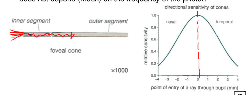 <p>photons best captured when the path of the photons is parallel to the long axis of the cone (inner segment helps funnel photons into the outer segment</p><ul><li><p>does NOT depend on the frequency of the photon</p></li></ul><p></p>