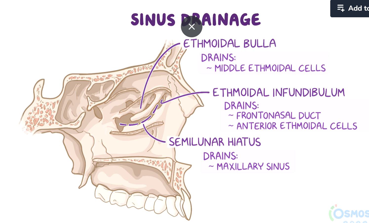 <p>Stuctures found on the lateral wall of the nasal cavity</p>