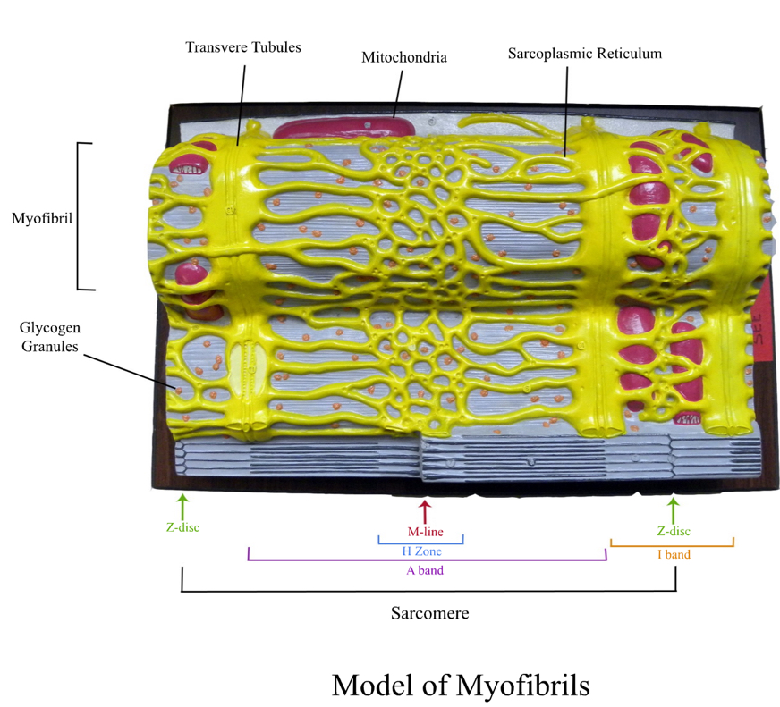 <p>Sarcoplasmic reticulum</p>