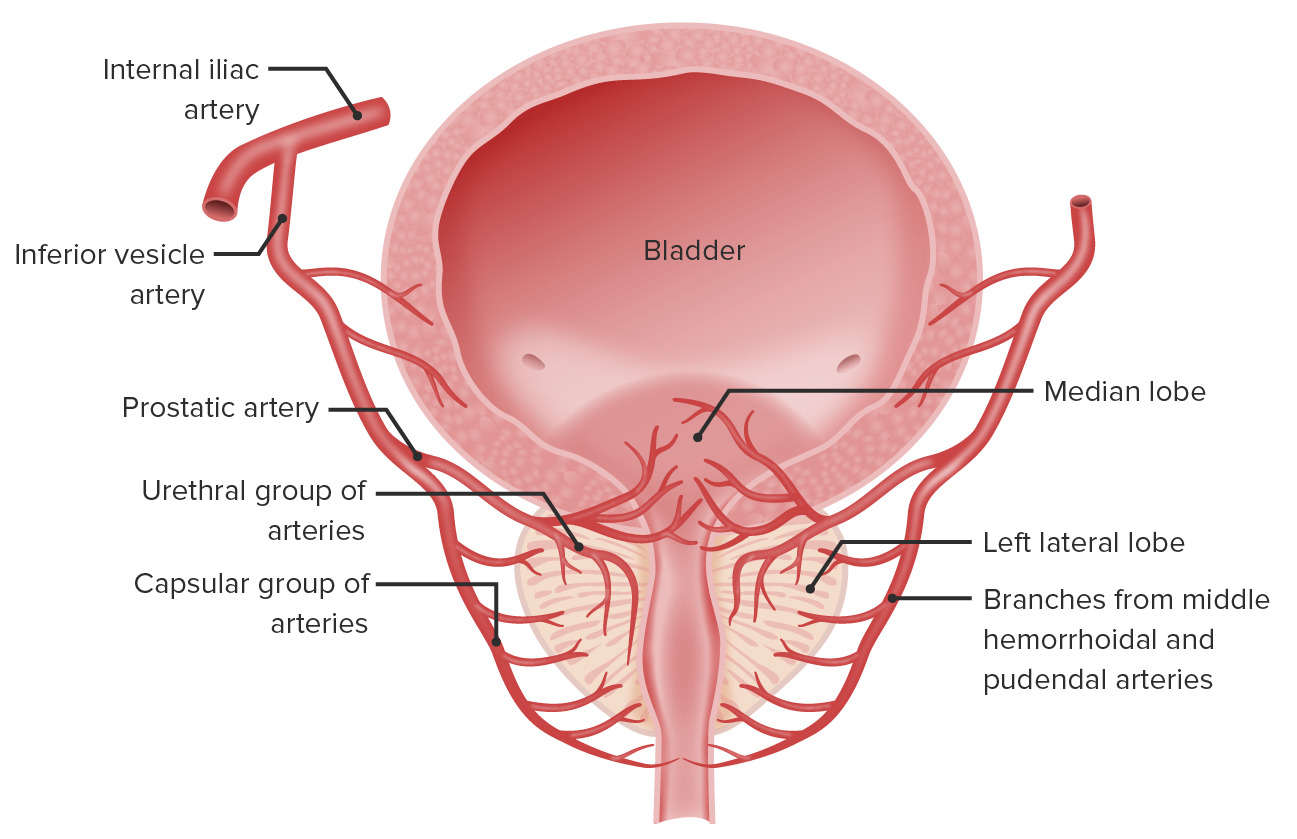 arteria vesical inferior