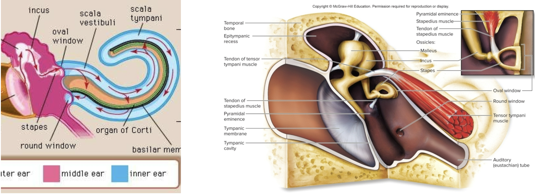 <p>Medial View of the Middle Ear</p>
