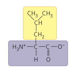 <p>Leucine</p>