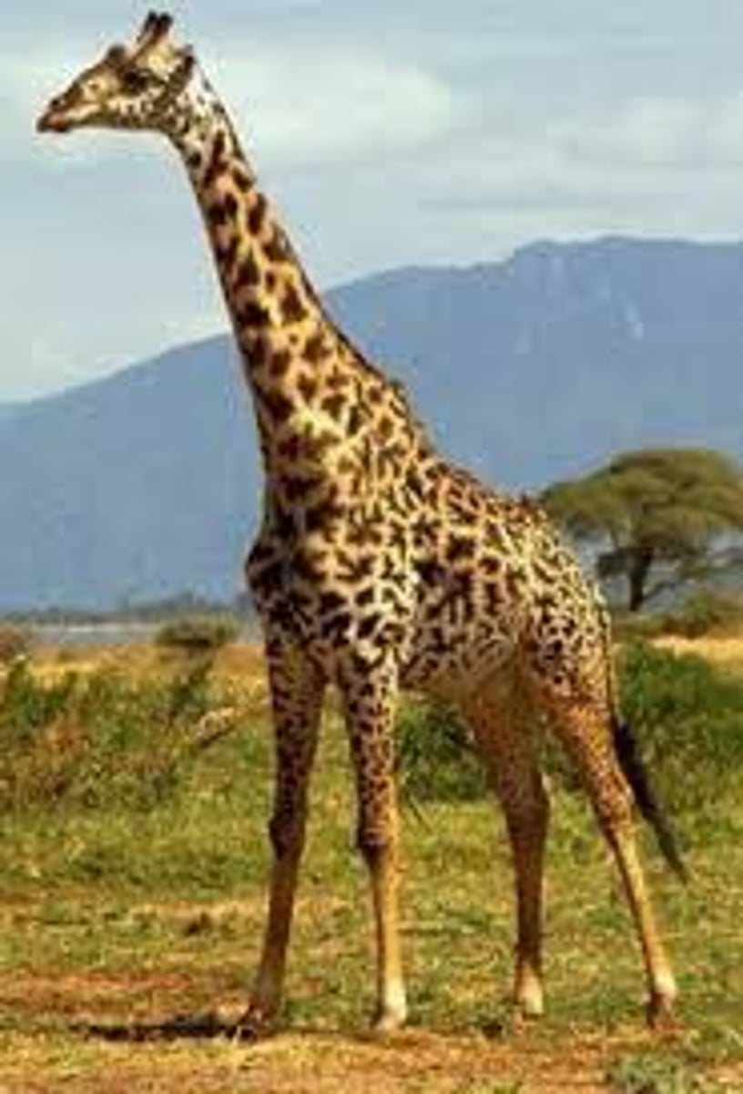 <p>giraffe</p>