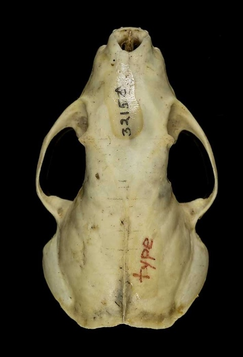 <p>Genus and species?</p>