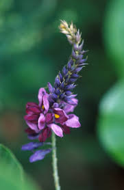 <p>fabaceae</p>