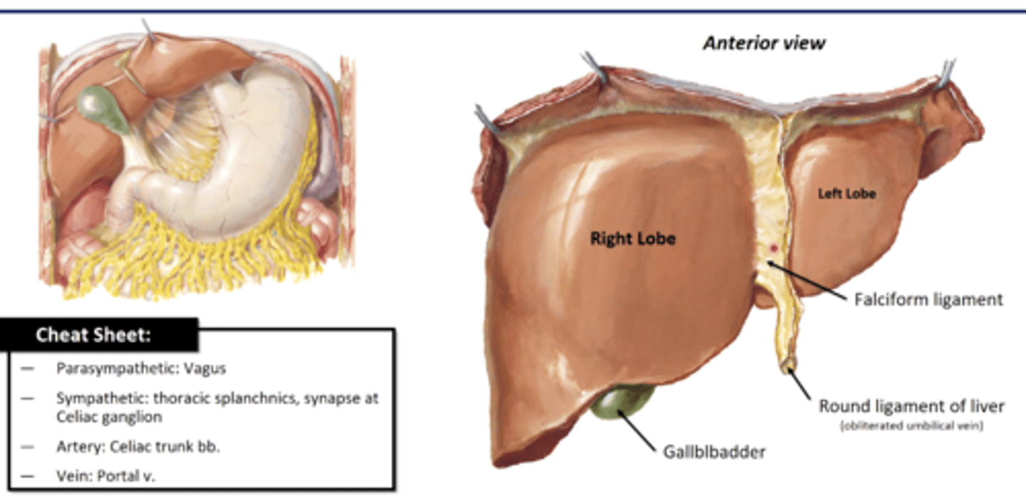 <p>-gallbladder sits on inferior surface (bile storage)</p><p>Right and Left lobe, separated by falciform ligament</p>