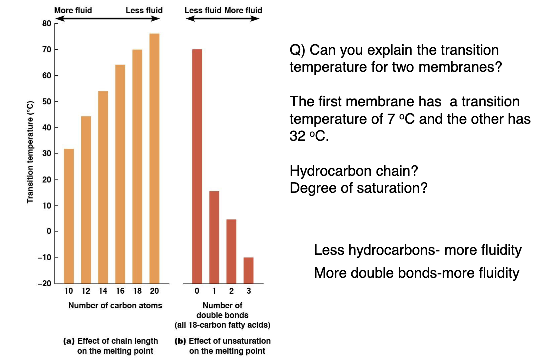 <p>The lipid content of the sample taken in the summer will be higher than the lipid content of the sample taken in the winter. In the winter the membrane will be more unsaturated, making the membrane more fluid but due to the lipids crystallizing the membrane will be more rigid. In the winter the membrane will have more double bonds to make it fluid to counteract the effects of the cooler temperature. This would be the opposite in the summer.</p>