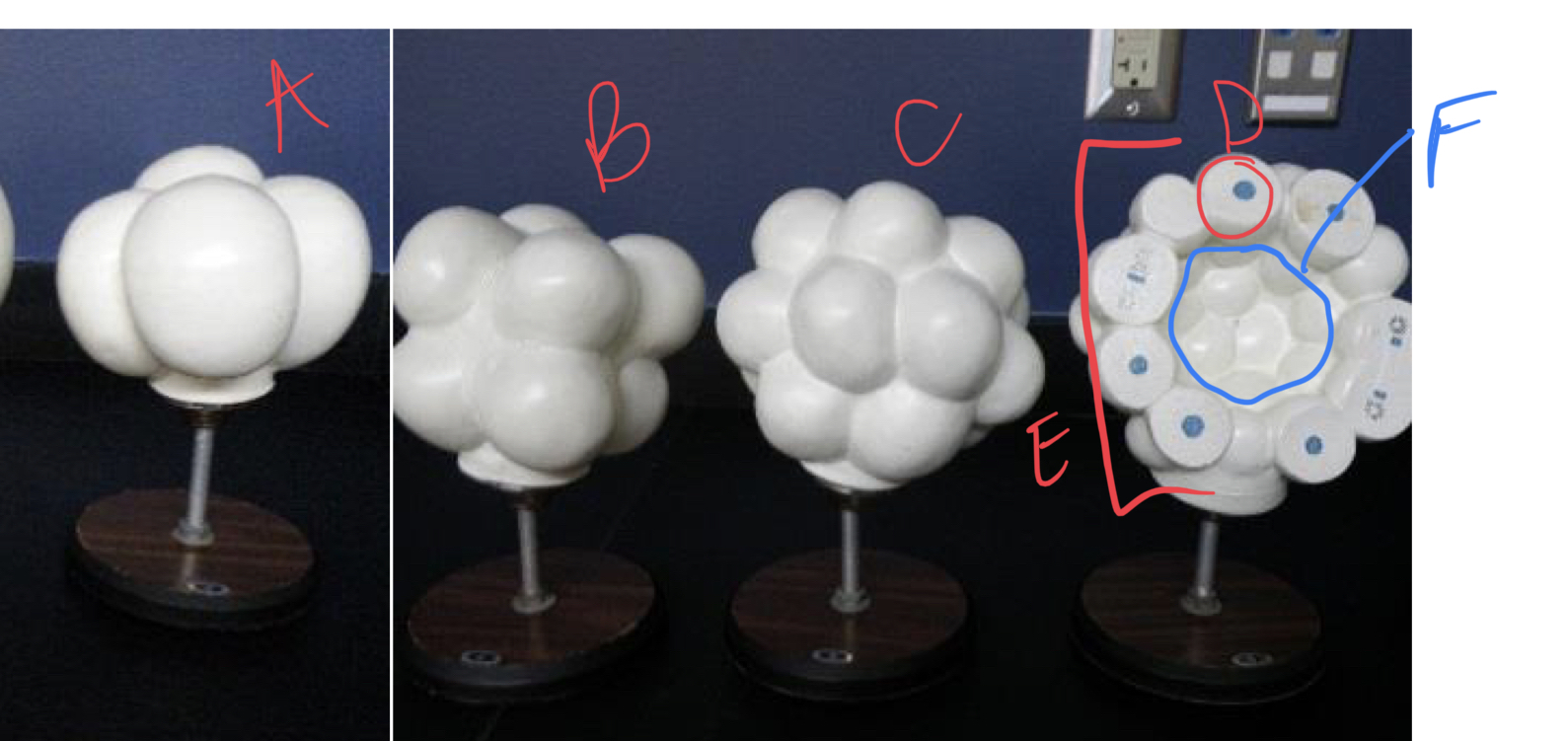 <ul><li><p>does zygote divide by mitosis or meiosis?</p></li><li><p>____: hollow ball of cells during embryonic development</p></li><li><p>label</p></li><li><p>are blastomeres haploid or diploid?</p></li></ul>