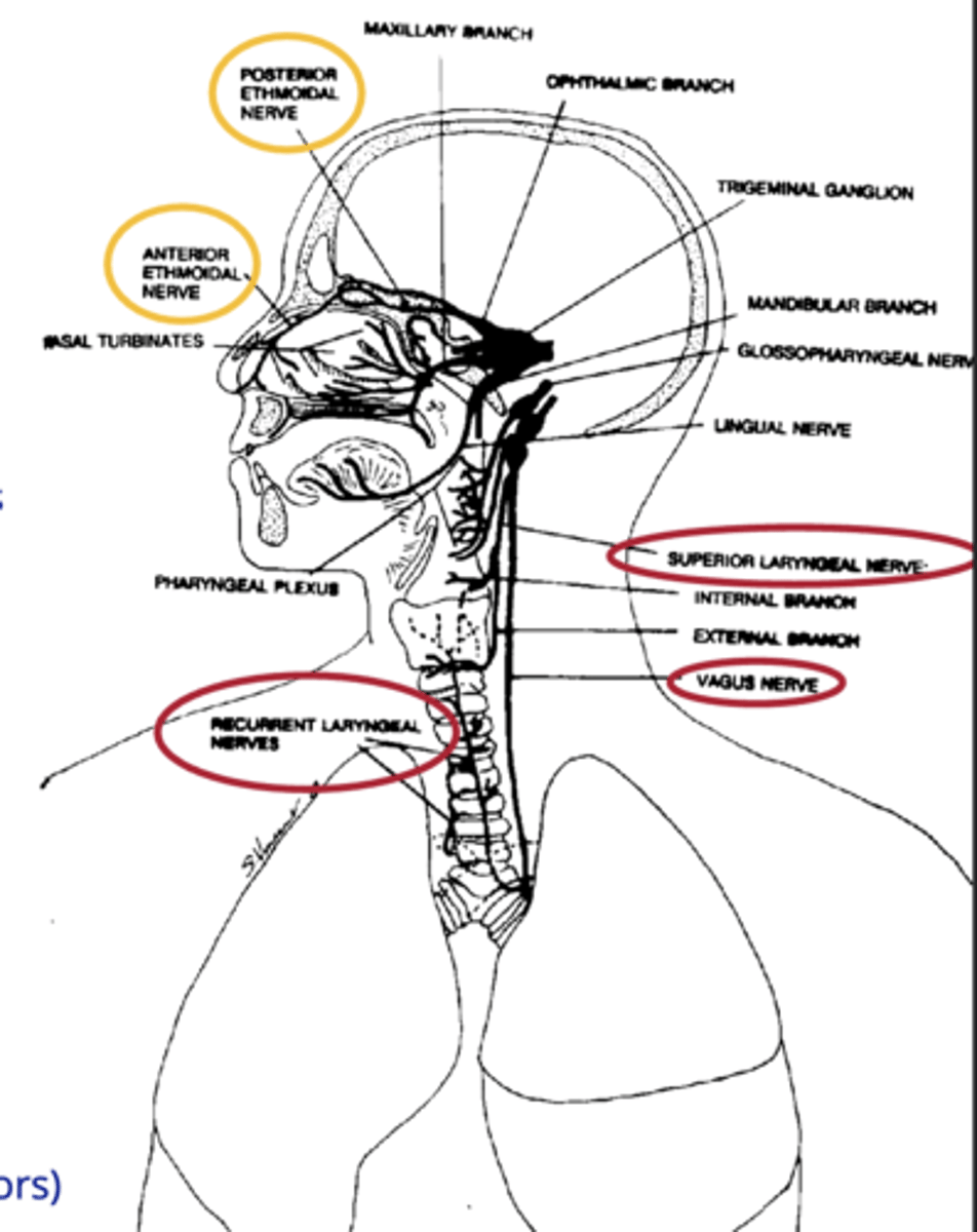<p>ethmoidal nerve and the vagus nerve ( (SLN) &amp; (RLN) from larynx.</p>