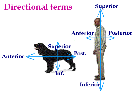 <p>“Forward” as an animal is walking</p>