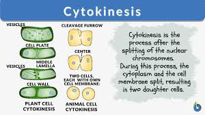 Division of the cytoplasm following mitosis.