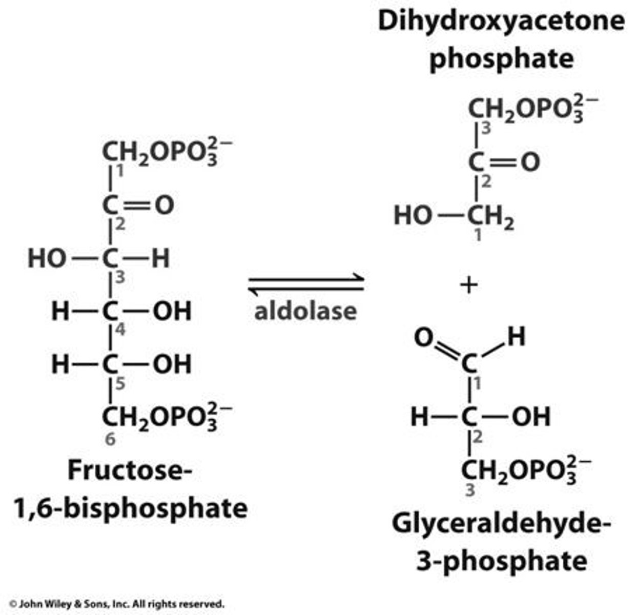 <p>Enzyme: Aldose</p><p>Substrate: fructose-1,6-BP</p><p>Product: glyceraldehyde-3-P AND dihydroxyacetone-P</p><p>*near equilibrium under cellular conditions</p><p>*hydrolase rxn</p>