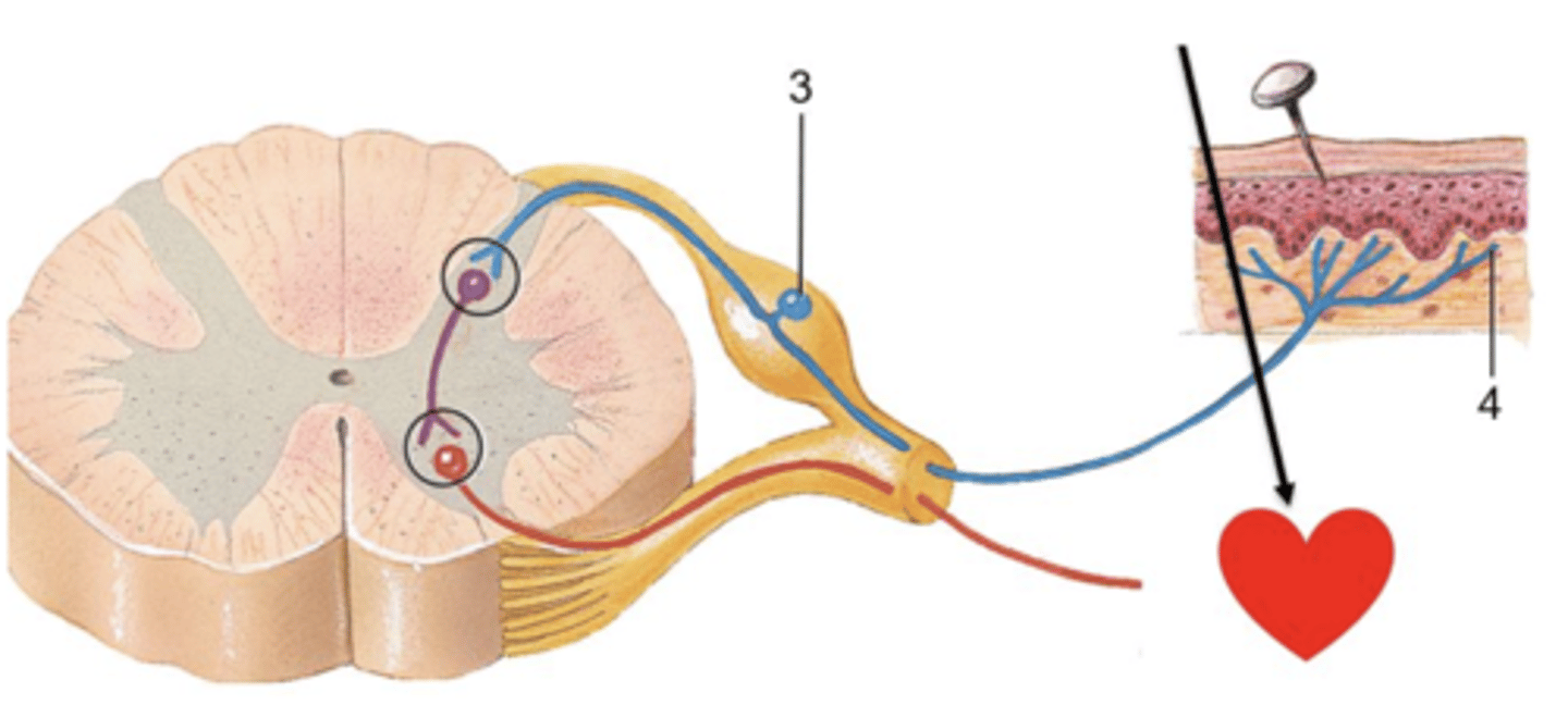 <p>The reflex arc shown below is an example of which of these: Autonomic or Somatic?</p>
