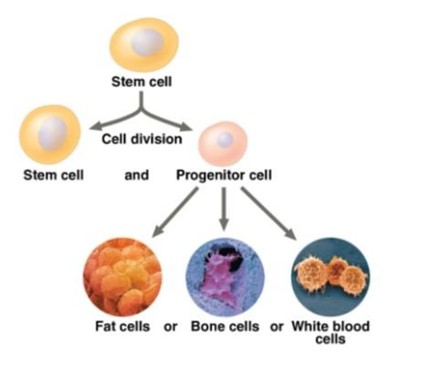 <p>Stem cells can both reproduce indefinitely and differentiate into specialized cells needed for treatment, allowing replacement of damaged or diseased tissue.</p>