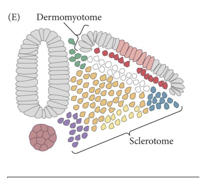 <ul><li><p><span>As a somite matures the ventral part will undergo an EMT, generating the <strong>sclerotome</strong></span></p></li><li><p><span>The dorsal epithelial region is the <strong>dermomyotome</strong></span></p></li><li><p><span>The sclerotome will form the vertebrae and associated tendons and rib cartilage</span></p></li><li><p><span>The dermomyotome will make skeletal muscle and dermis of the back</span></p></li><li><p><span>The ventral portion is the <strong>myotome</strong> and will form musculature</span></p></li><li><p><span>The dorsal surface is the <strong>dermatome</strong> and will form the dermis of the back.</span></p></li></ul><p></p>