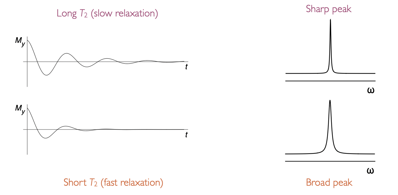 <p><strong>gives linewidth </strong></p><p>long T2 = slow relaxation = sharp peak</p><p>short T2 = fast relaxation = broad peak</p>